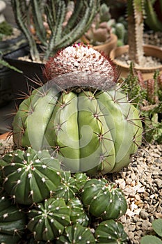 Melocactus growthing in succulent garden