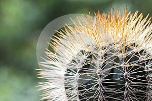 Melocactus harlowii perezassoi cactus