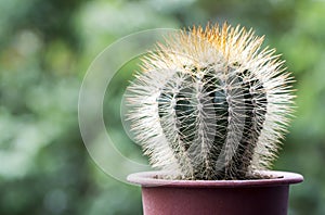 Melocactus harlowii perezassoi cactus in pot