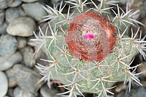 Melocactus macrocanthos (S-R-D.)