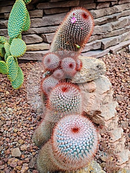 Melocactus melon cactus, also known as the Turk`s cap cactus