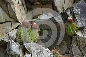 Melocactus melon cactus or Turk`s Cap cactus, Cooper Island, BVI