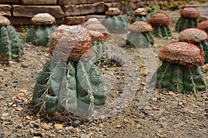 Melocactus oreas Miqu, cactus grows in sand