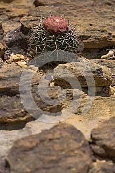 Melocactus in Serra da Capivara, Piaui, Brazil