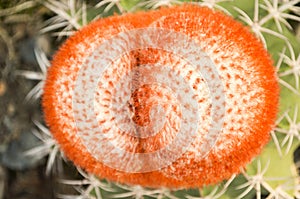 Melocactus sp.
