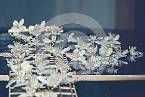 Melodic instrument with flowers. Beautiful flowers on the guitar