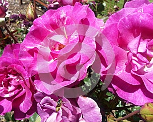 Melodie Parfumee Roses