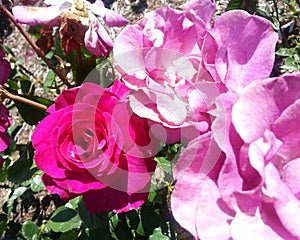 Melodie Parfumee Roses