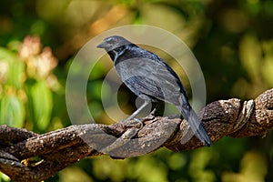 Melodious blackbird - Dives dives medium-sized blackbird with a rounded tail, plumage is entirely black with a bluish gloss, and