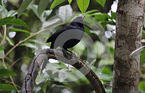 A Melodious Blackbird male on a branch photo