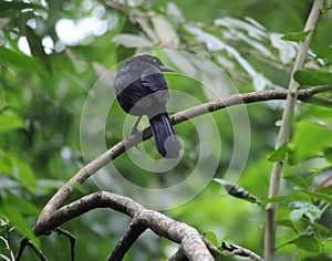 The Melodious Blackbird showing the tail