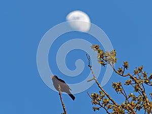 Male Eurasian blackbird elevated on oak tree twig singing loudly by blue sky and shining moon in spring photo
