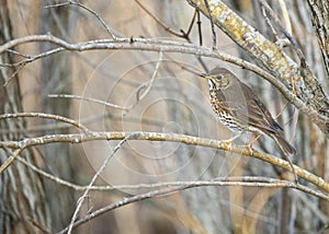 Melodious Song Thrush (Turdus philomelos)