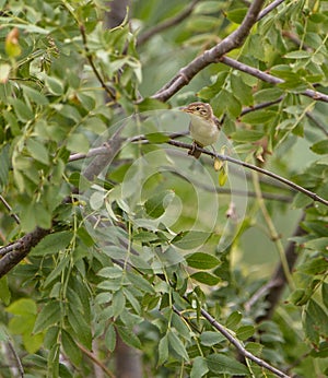 Melodious Warbler in dense vegetation