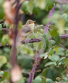 Melodious Warbler in dense vegetation