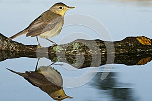 Melodious warbler - Hippolais polyglotta