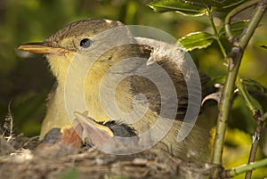 Melodious warbler - Hippolais polyglotta