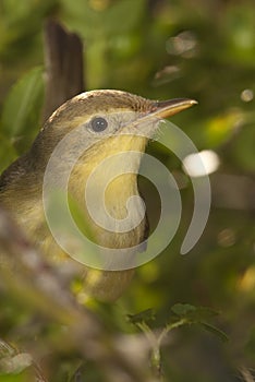 Melodious warbler - Hippolais polyglotta