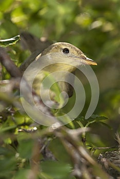 Melodious warbler - Hippolais polyglotta