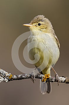 Melodious Warbler Hippolais polyglotta vertical photo photo