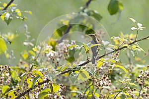 Melodious warbler peers over a branch