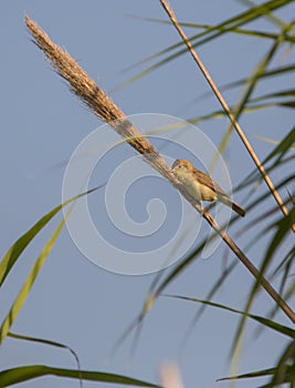 Melodious warbler on reed