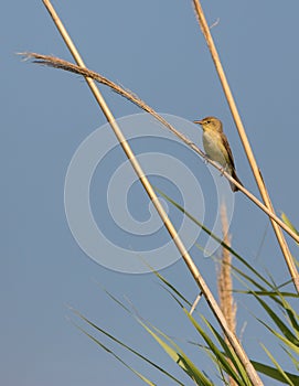 Melodious warbler on reed