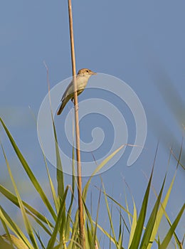 Melodious warbler on reed