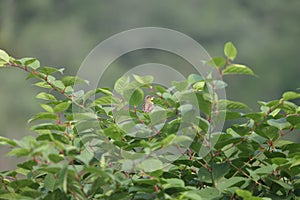 melodious warbler singing in a shrub