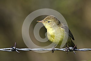 A Melodious warbler stands and poses on a wire