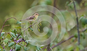 Melodious Warbler photo