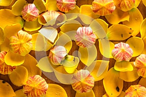 Melodorum fruticosum background