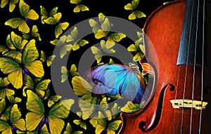 Melody concept. colorful blue morpho butterfly sitting on an antique violin. violin on the background of flying butterflies. music