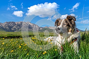 Melody the dog and the mountain flowers photo