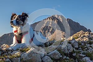 Melody Super dog and the Gran Sasso`s Peak photo