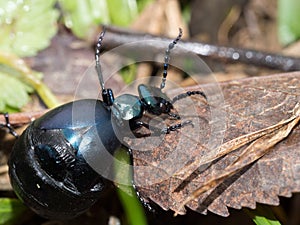 Meloe aka oil beetle, Europe.