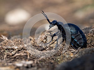 Meloe proscarabaeus adult oil beetle living in Europe