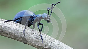 Meloe proscarabaeus Blister beetle insect in wildlife. Dark blue beattle on tree branch in summer
