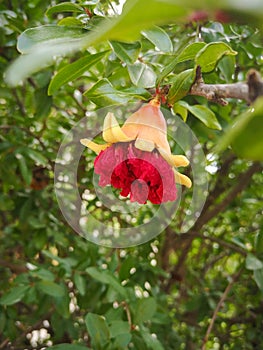 Melograno flower or fruit
