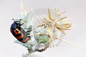 Meloidae beetle