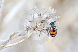 Meloidae beetle in Israel