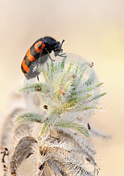 Meloidae beetle in Israel