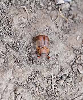 Melolontha east on the ground