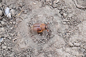 Melolontha east on the ground