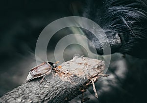 Melolontha MaikÃ¤fer beetle and nose of a dog