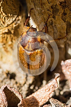 Melolontha melolontha beetle cockchafer