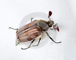 Melolontha melolontha, Cockchafer, may bug