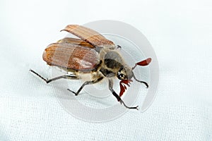 Melolontha melolontha, Cockchafer, may bug