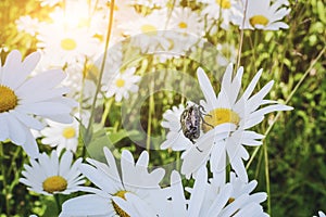 The Melolontha sits on a daisy flower on a summer meadow. Closeup, soft focus