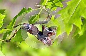 Melolontha sitting on a branch